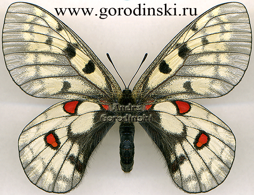 http://www.gorodinski.ru/papilionidae/Parnassius bremeri bremeri.jpg